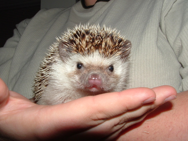Tweak the Hedgehog