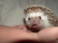Tweak the Hedgehog