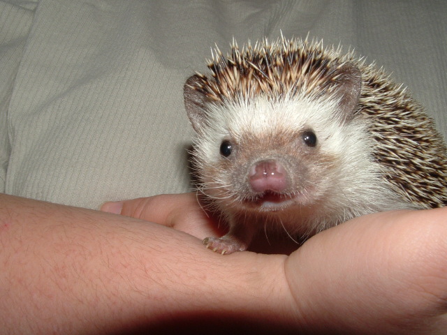 Tweak the Hedgehog