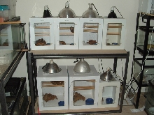 Barrs Cages