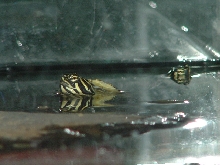 Peninsula Cooter