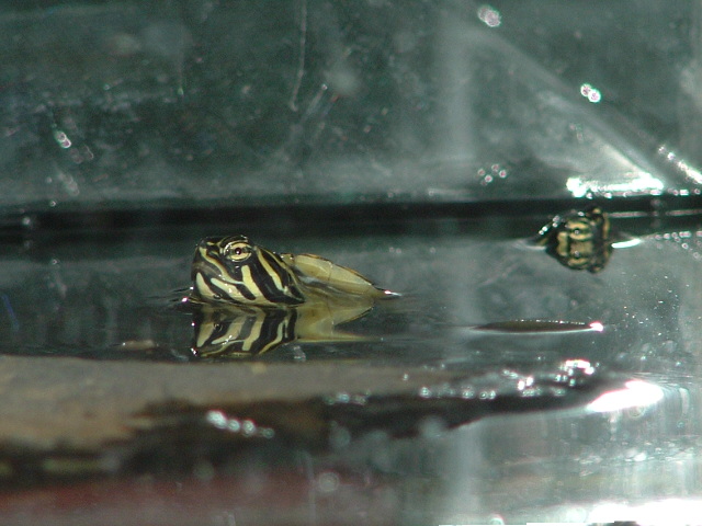 Peninsula Cooter