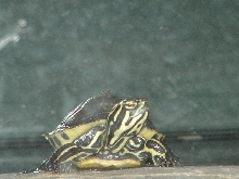 Peninsula Cooter