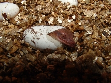 Newborn Cresty1