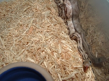 Het Blonde Trans Pecos