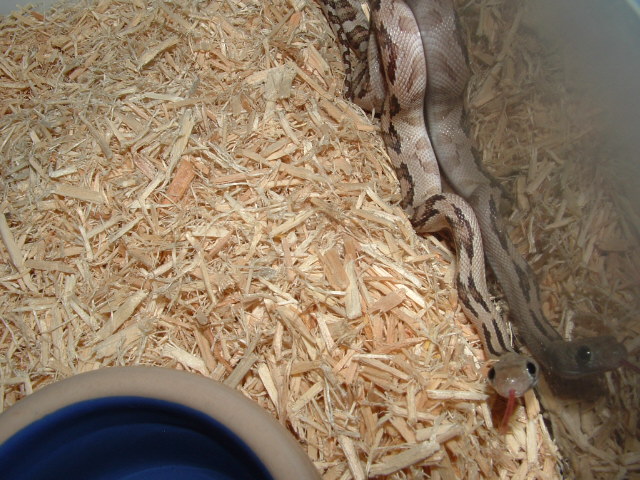 Het Blonde Trans Pecos