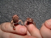Newborn Cresties, One jumping.