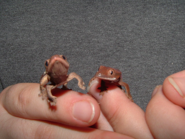Newborn Cresties, One jumping.