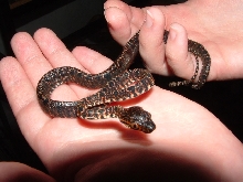 Our first baby Amazon!