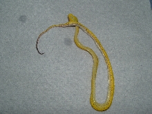 Dead Green Tree Python