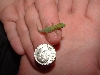 1 Day Old Gold Dust Day Gecko