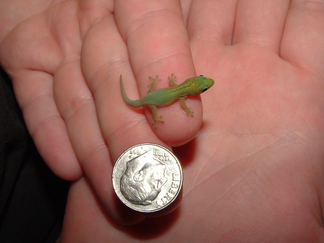 1 Day Old Gold Dust Day Gecko