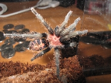 C. Fasciatum