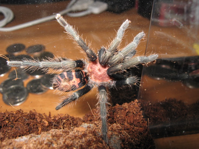 C. Fasciatum
