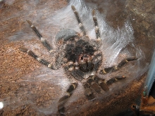 Chaco Pre-Molt