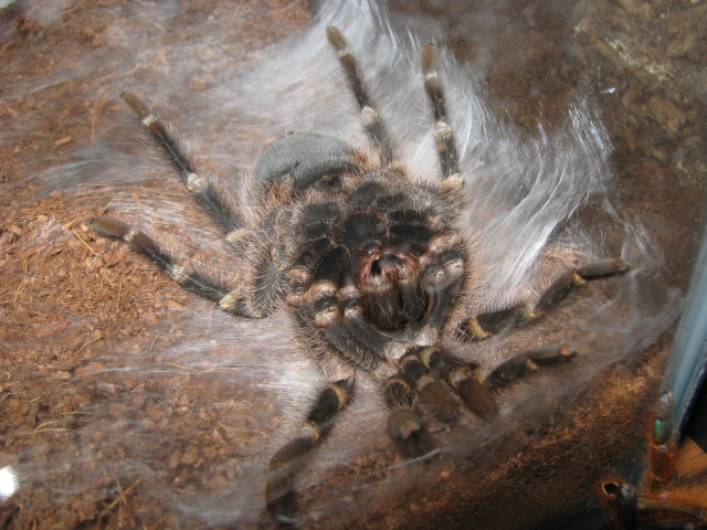 Chaco Pre-Molt