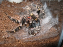 Chaco mid molt.