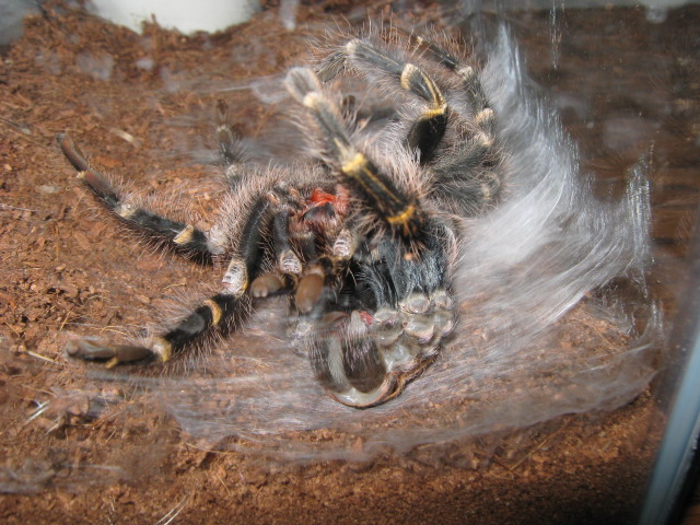 Chaco mid molt.
