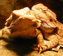 Say Cheese!