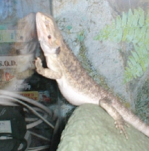 Sleepy Beardie