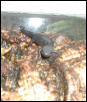 Fry, fire bellied newt