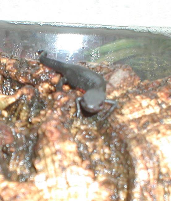 Fry, fire bellied newt