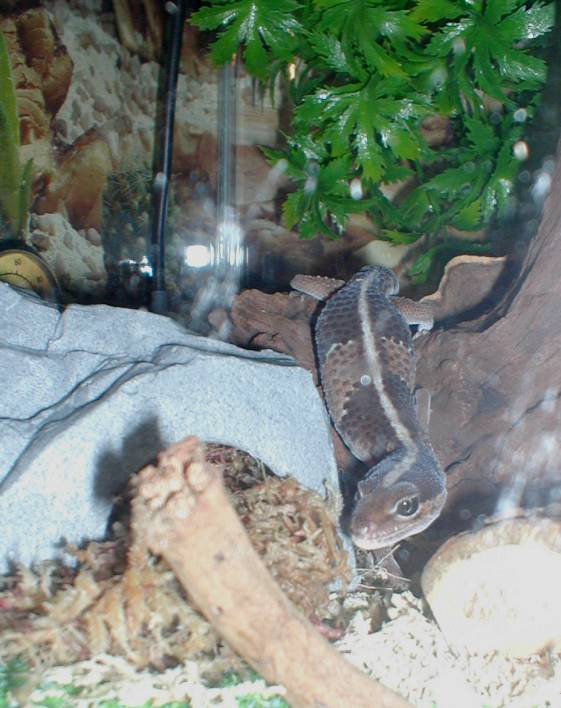 Halford the fat tail