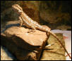 Beardie #1