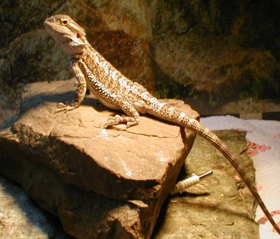 Beardie #1