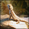Beardie #1