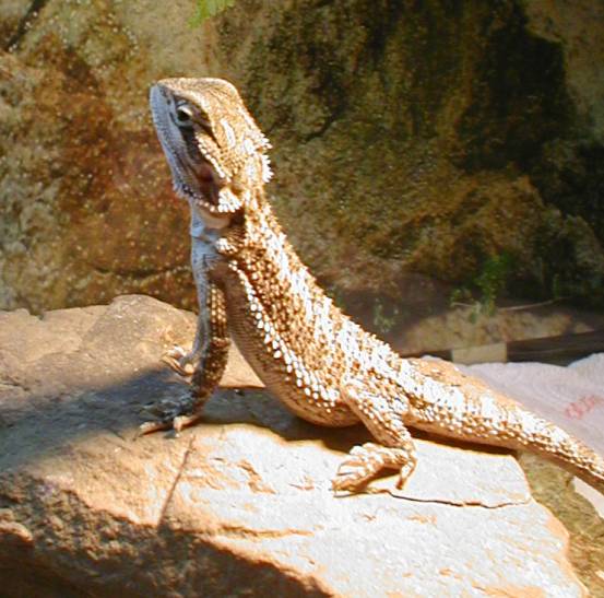 Beardie #1