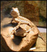 Beardies