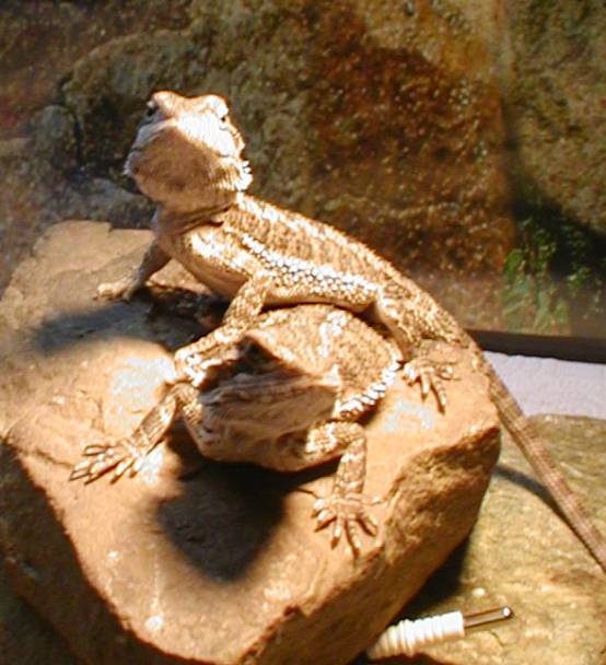 Beardies
