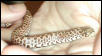 Western Hognose
