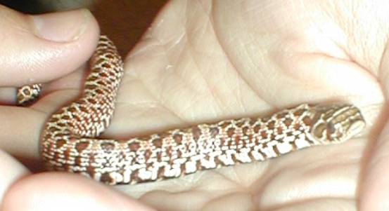 Western Hognose