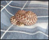 Westren Hognose