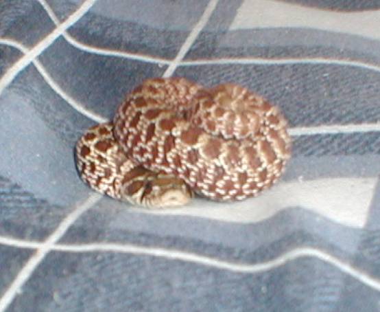 Westren Hognose