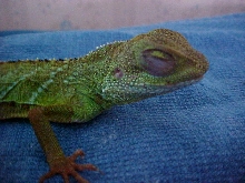 puff2