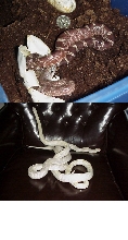 2x Het Snow Pine