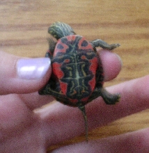 Painted Belly