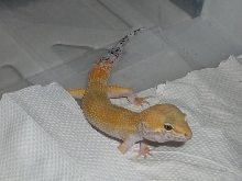 SHT het Aptor male