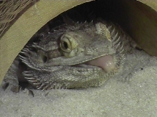 My Puffster's tounge