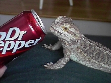 Puffster like Dr. Pepper too