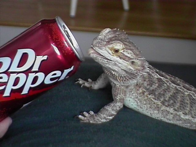 Puffster like Dr. Pepper too