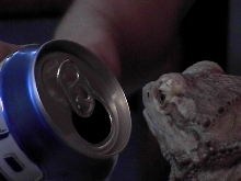 Pepsi for Puffster