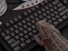 Puffster can type!