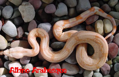 Albino Arabesque