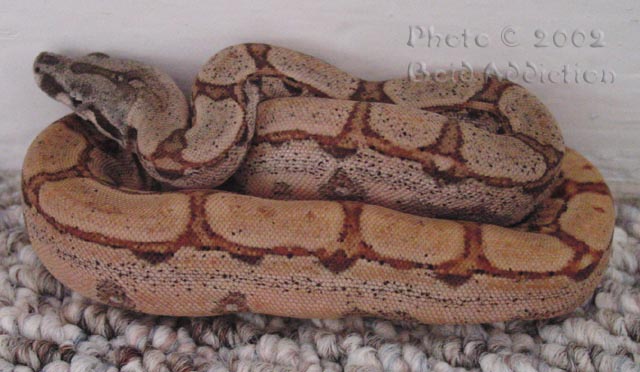 Hypo Arabesque