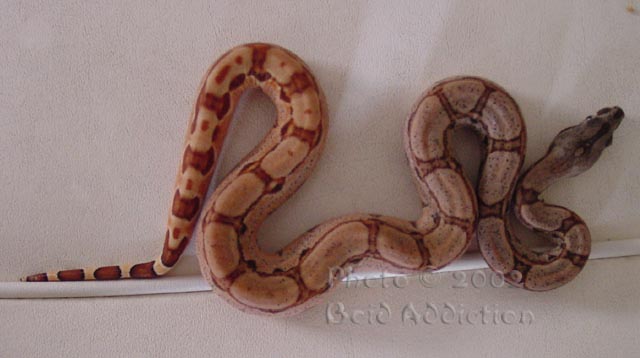 Hypo Arabesque Again