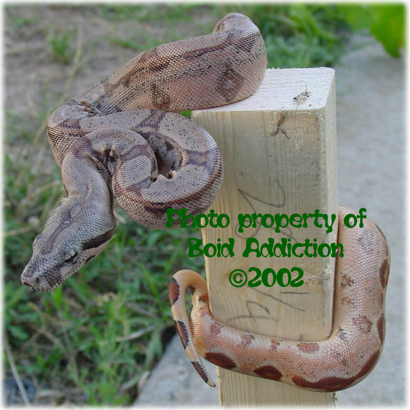 Hypo Arabesque poss het Sunglow